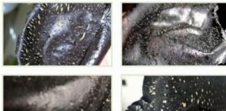 Review | 5 Things You Need To Know about Charcoal Peel-Off Masks Charcoal Peel-Off Masks