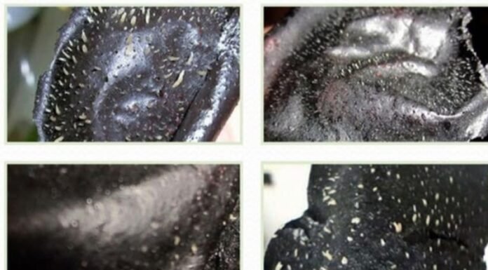 Review | 5 Things You Need To Know about Charcoal Peel-Off Masks Charcoal Peel-Off Masks