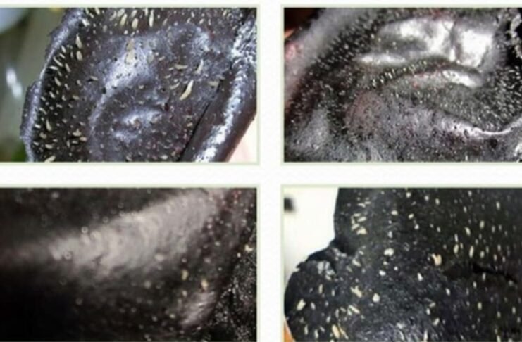 Review | 5 Things You Need To Know about Charcoal Peel-Off Masks Charcoal Peel-Off Masks