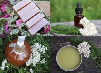 Homemade Yarrow Cream for Face and Body