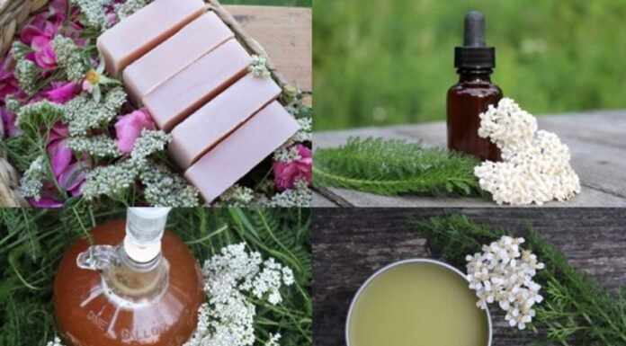 Homemade Yarrow Cream for Face and Body