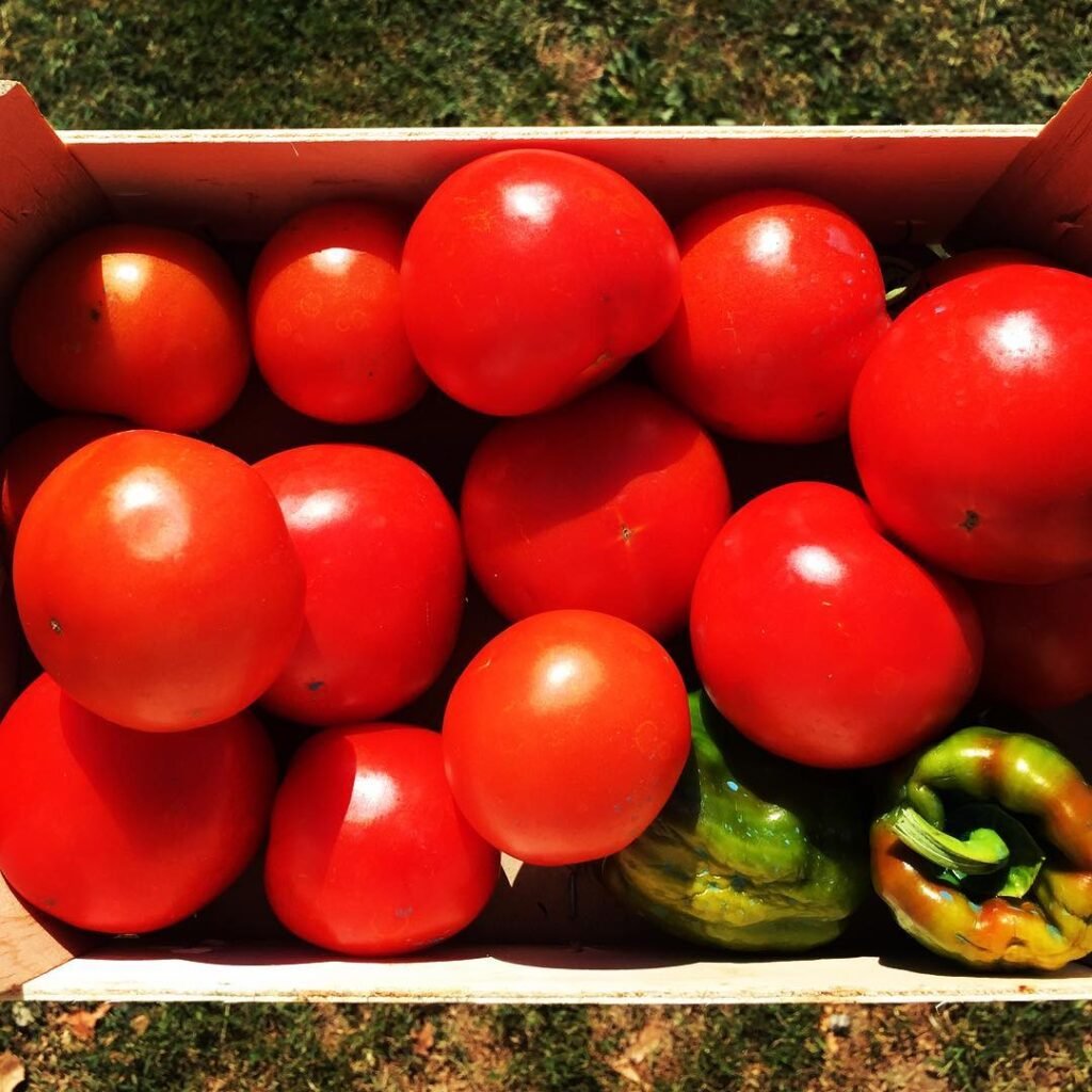Tomatoes are not just a healthy food but also very effective 