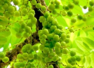 Dabur Chyawanprash – the nectar of eternal youth