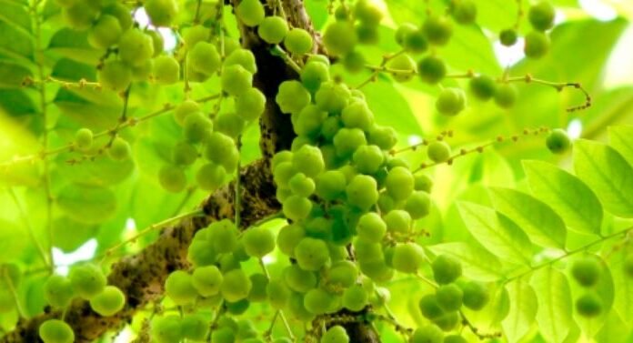 Dabur Chyawanprash – the nectar of eternal youth