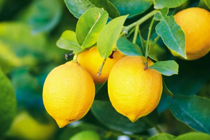 citrus fruit has an amazing range of beauty benefits